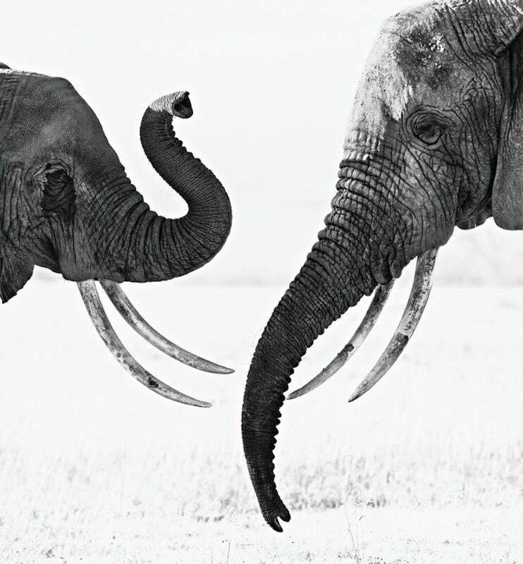 David Yarrow, ‘Ivory Exchange ’, 2017, Photography, Archival Pigment Print, Maddox Gallery