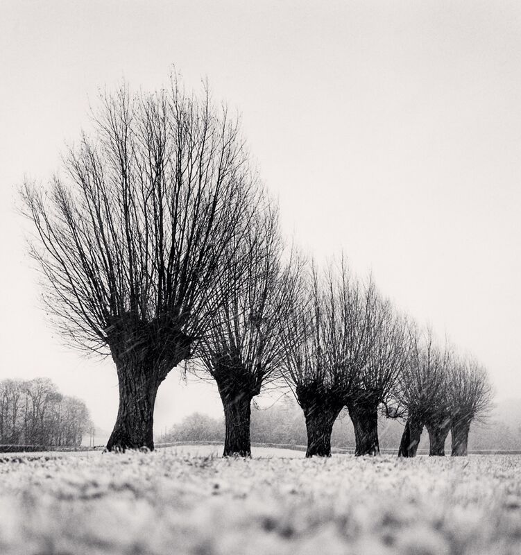 Michael Kenna, ‘Seven Pollarded Trees, Chapaize, Bourgogne, France’, 1998, Photography, Sepia toned silver gelatin print, Huxley-Parlour