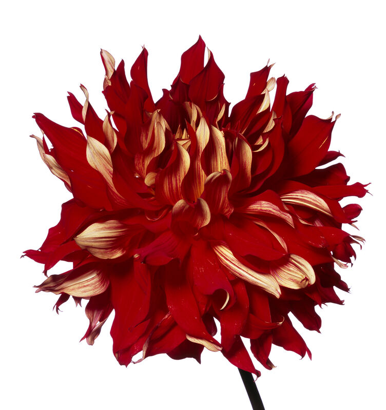 Michael Zeppetello, ‘Red Fire Dahlia’, 2017, Photography, Hahnemuehle Photo Rag Baryta Paper, Almond & Co.