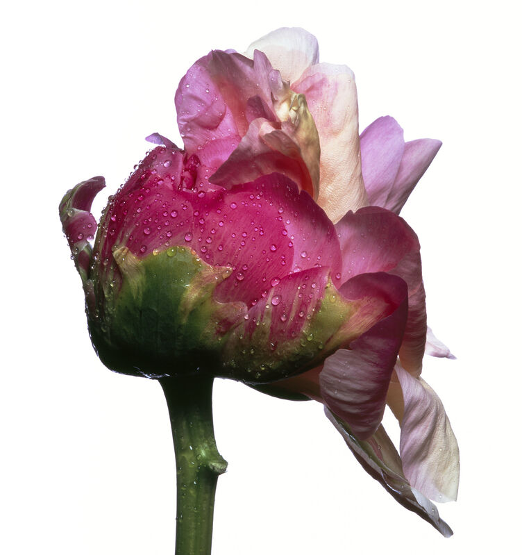 Michael Zeppetello, ‘Coral Sunset Peony’, 2018, Photography, Hahnemuehle Photo Rag Baryta Paper, Almond & Co.
