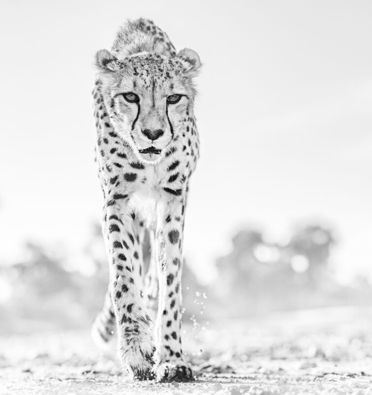 David Yarrow, ‘Hot legs’, 2019, Photography, Archival pigment print on paper, Fineart Oslo