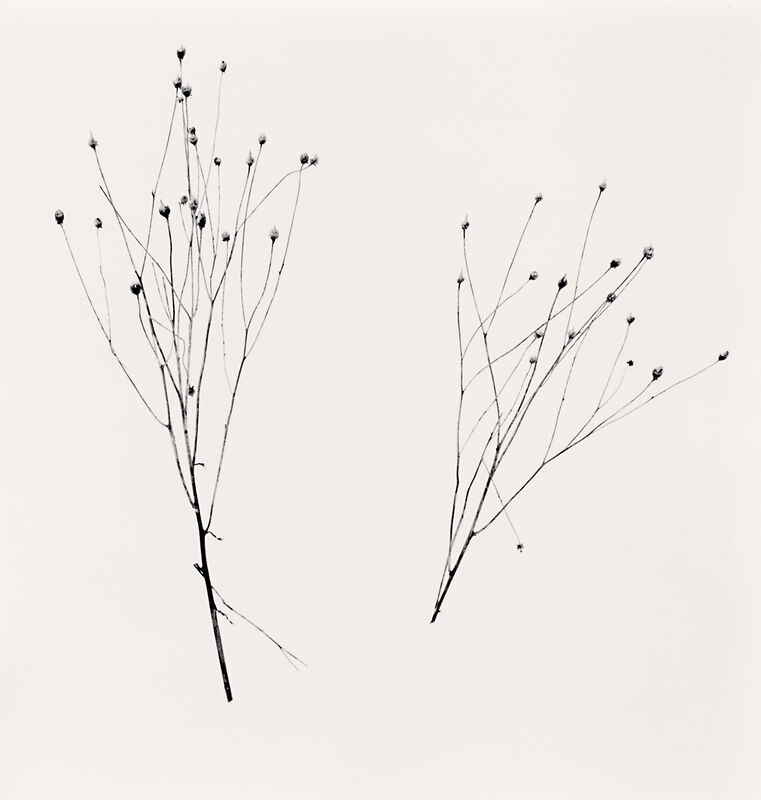 Michael Kenna, ‘Two Winter Stalks, Biei, Hokkaido’, 2013, Photography, Silver Gelatin Print, Framed in Grey with Museum Glass, Bau-Xi Gallery