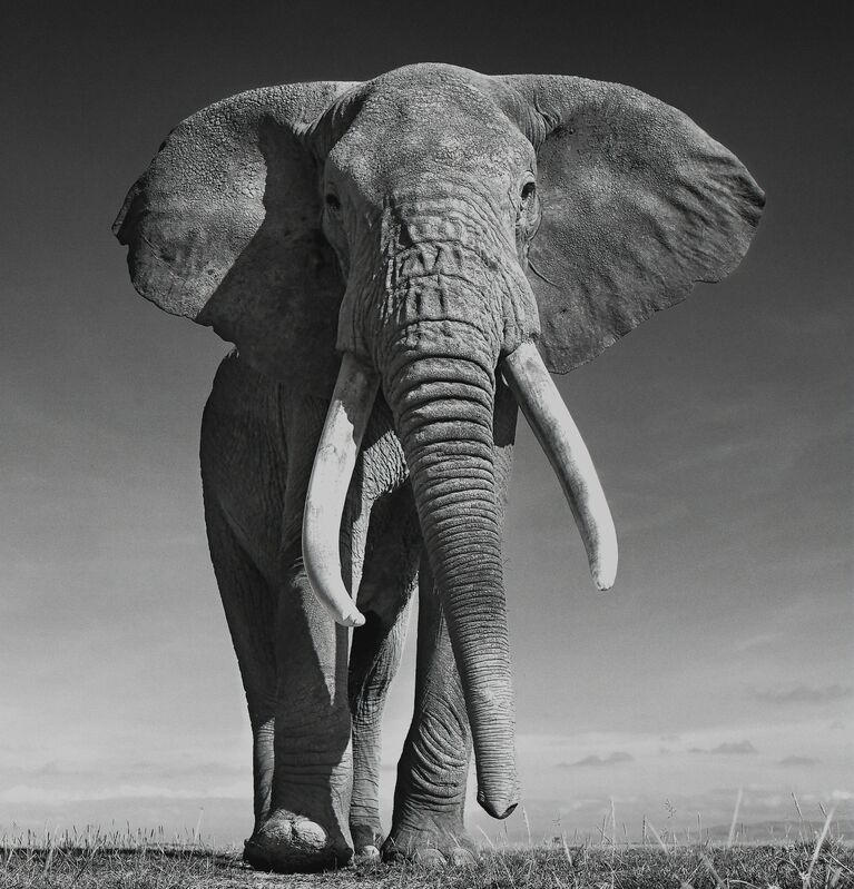 David Yarrow, ‘The Don ’, 2017, Photography, Archival Pigment Print, Maddox Gallery
