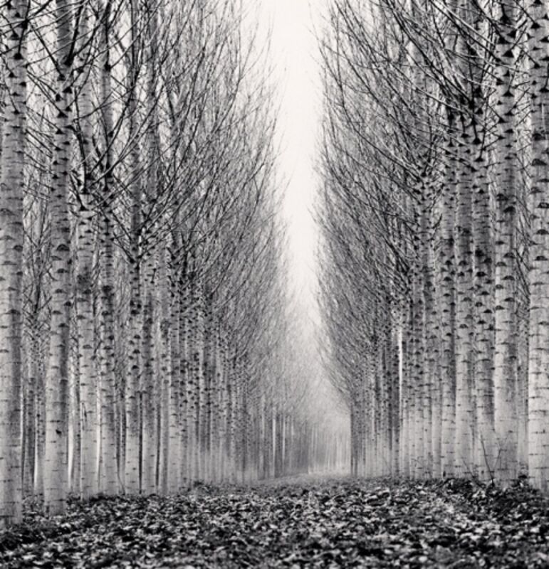 Michael Kenna, ‘Corridor of Leaves, Guastalla, Emilia Romagna, Italy’, 2006, Photography, Sepia toned silver gelatin print, Huxley-Parlour