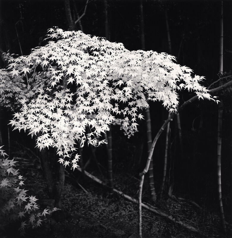 Michael Kenna, ‘Maple Tree in Autumn, Kyoto, Honshu’, 2001, Photography, Silver Gelatin Print, Framed in Grey with Museum Glass, Bau-Xi Gallery