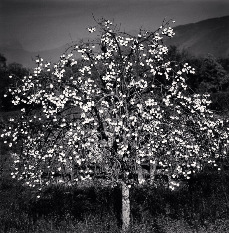 Michael Kenna, ‘Persimmon Tree, Sulmona, Abruzzo, Italy’, 2015, Photography, Sepia toned silver gelatin print, Huxley-Parlour