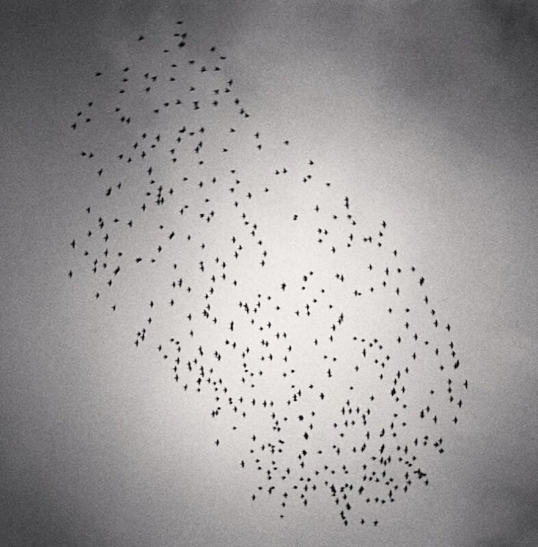 Michael Kenna, ‘Four Hundred and Seventy Five Birds, Durham, England’, 1991, Photography, Toned silver print, Robert Mann Gallery