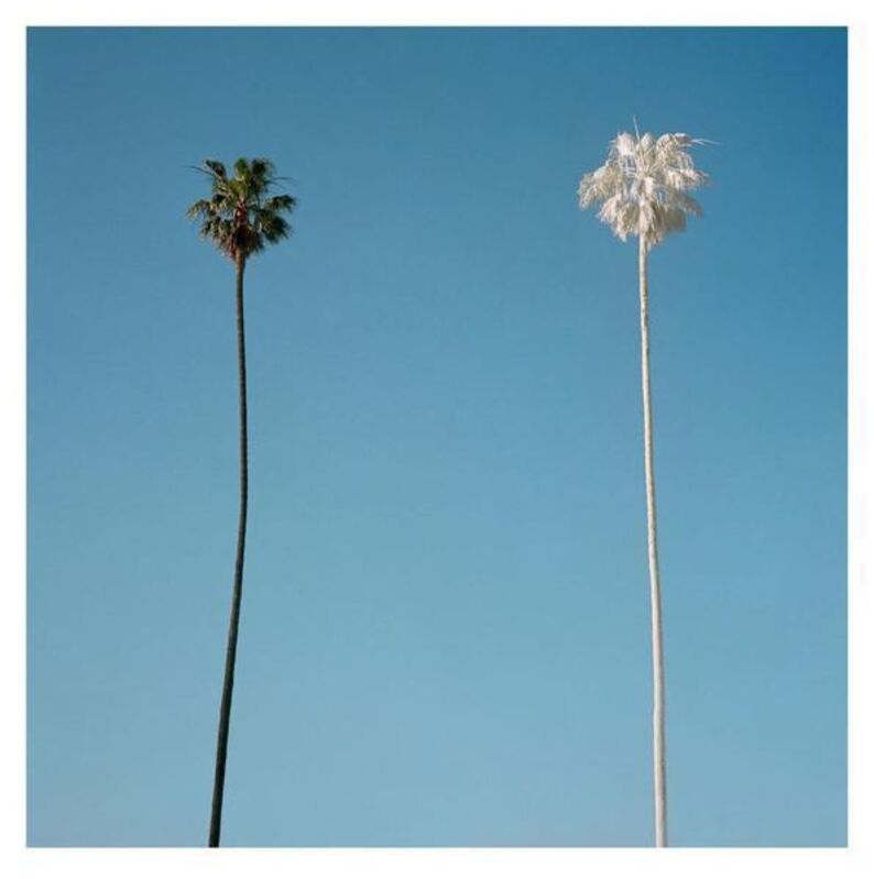 George Byrne, ‘White Palm’, 2015, Photography, Archival Pigment Print on Archival Substrate, Bau-Xi Gallery