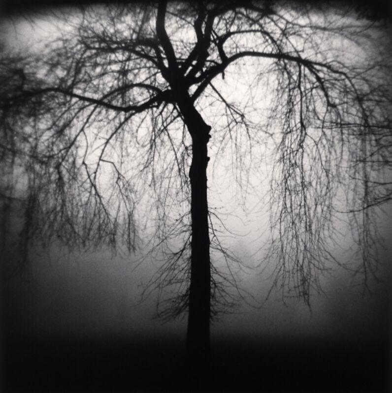 Michael Kenna, ‘Wilshire Park Tree, Portland, Oregon’, 2004, Photography, Silver gelatin print, Dolby Chadwick Gallery