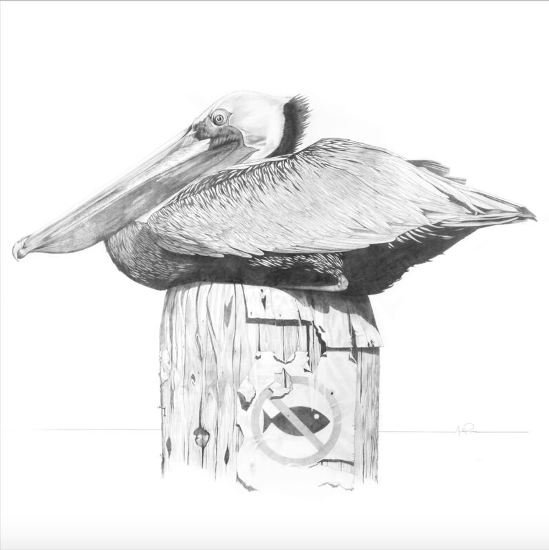 Andres Pruna, ‘Pelican’, 2014, Drawing, Collage or other Work on Paper, Graphite on Acid Free Paper, Blinkgroup Gallery
