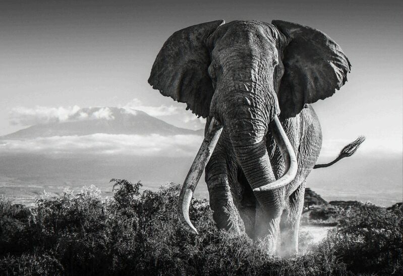 David Yarrow, ‘Africa ’, 2018, Photography, Archival Pigment Print, Maddox Gallery