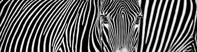 David Yarrow, ‘Parallel Lines’, 2018, Photography, Museum Glass, Passe-Partout & Black wooden frame, Leonhard's Gallery