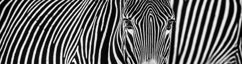 David Yarrow, ‘Parallel Lines’, 2020, Photography, Museum Glass, Passe-Partout & Black wooden frame, Leonhard's Gallery