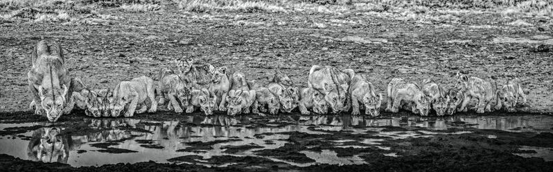 David Yarrow, ‘One for the Road’, 2020, Photography, Archival Pigment Print, Hilton Asmus