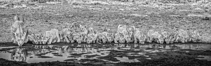 David Yarrow, ‘One for the Road’, 2020, Photography, Archival Pigment Print, CAMERA WORK