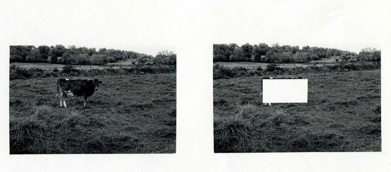 Jan Groover, ‘Cow Alone in a Empty Field ’, 1972, Photography, Gelatin silver print, Janet Borden, Inc.