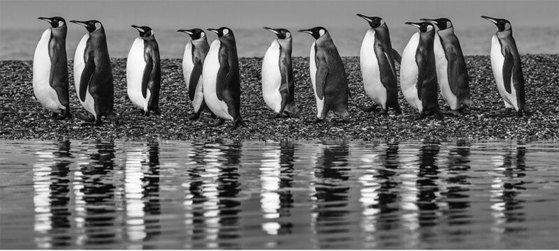David Yarrow, ‘Ocean's Eleven’, 2018, Photography, Museum Glass, Passe-Partout & Black wooden frame, Leonhard's Gallery