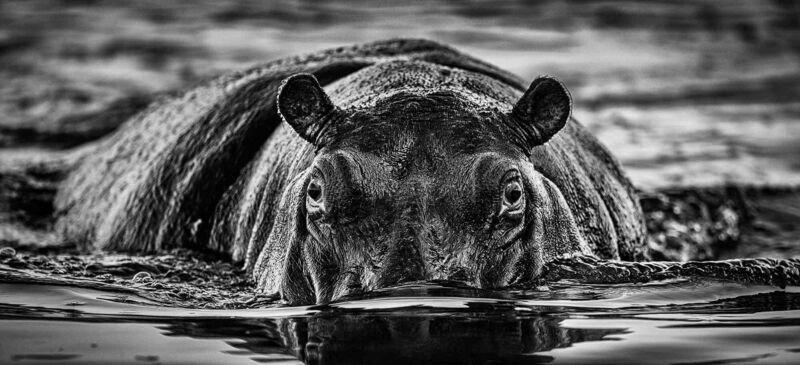 David Yarrow, ‘The Last Dance’, 2019, Photography, Museum Glass, Passe-Partout & Black wooden frame, Leonhard's Gallery