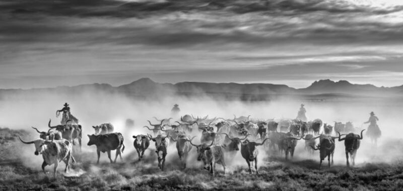 David Yarrow, ‘The Thundering Herd’, 2021, Photography, Archival Pigment Print, Maddox Gallery