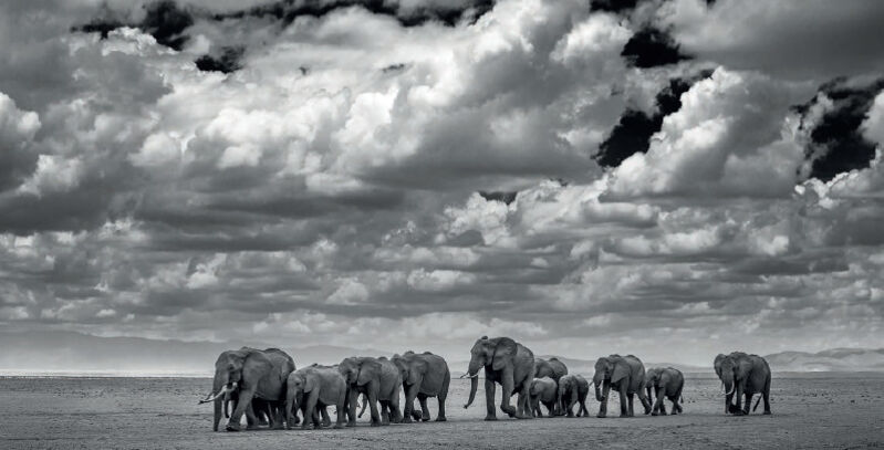David Yarrow, ‘The Waterboys’, 2015, Photography, Archival Pigment Print, Maddox Gallery