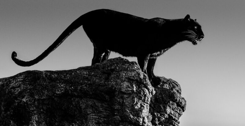 David Yarrow, ‘Black Cat’, 2019, Photography, Technique: Archival Pigment Print, Petra Gut Contemporary