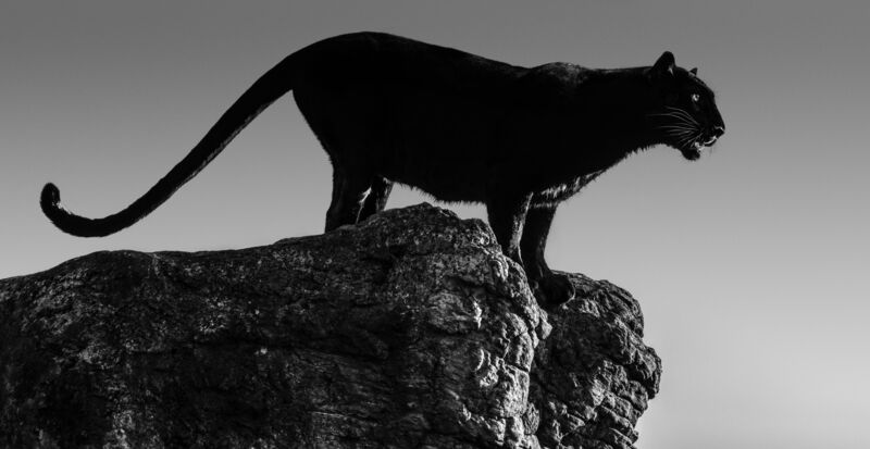 David Yarrow, ‘Black cat’, 2019, Photography, Archival pigment print on paper, Fineart Oslo