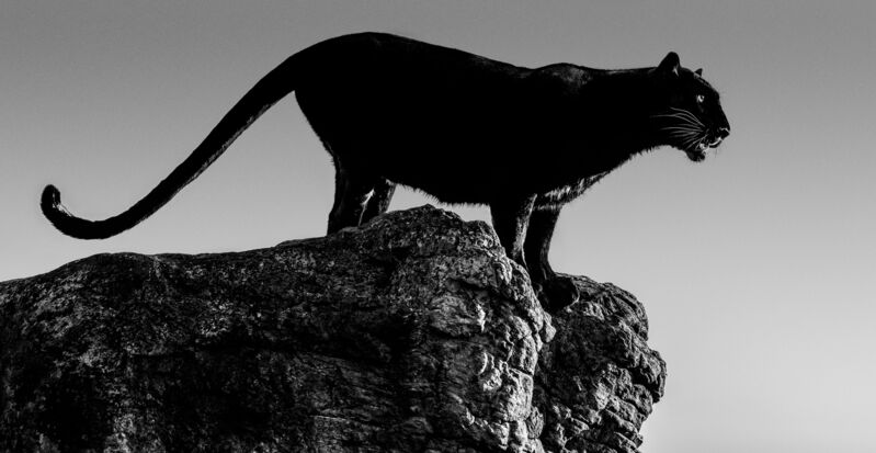 David Yarrow, ‘Black Cat’, 2019, Photography, Archival Pigment Photograph, Holden Luntz Gallery