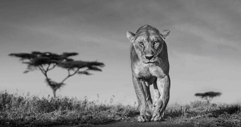 David Yarrow, ‘Acacia’, 2019, Photography, Museum Glass, Passe-Partout & Black wooden frame, Leonhard's Gallery