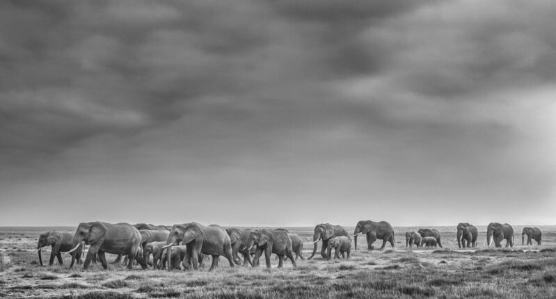 David Yarrow, ‘We are Family’, 2020, Photography, Archival Pigment Print, CAMERA WORK
