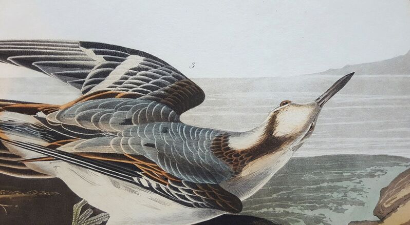 John James Audubon, ‘Red Phalarope’, 1835, Print, Hand-Colored Engraving with Aquatint, Graves International Art
