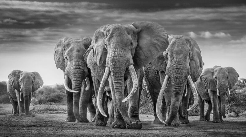David Yarrow, ‘The Mob’, 2019, Photography, Archival Pigment Photograph, Holden Luntz Gallery