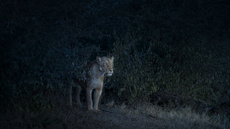 David Burdeny, ‘Nocturne Lioness, Maasai Mara, Kenya’, 2019, Photography, Épreuve couleur / C-print, Galerie de Bellefeuille
