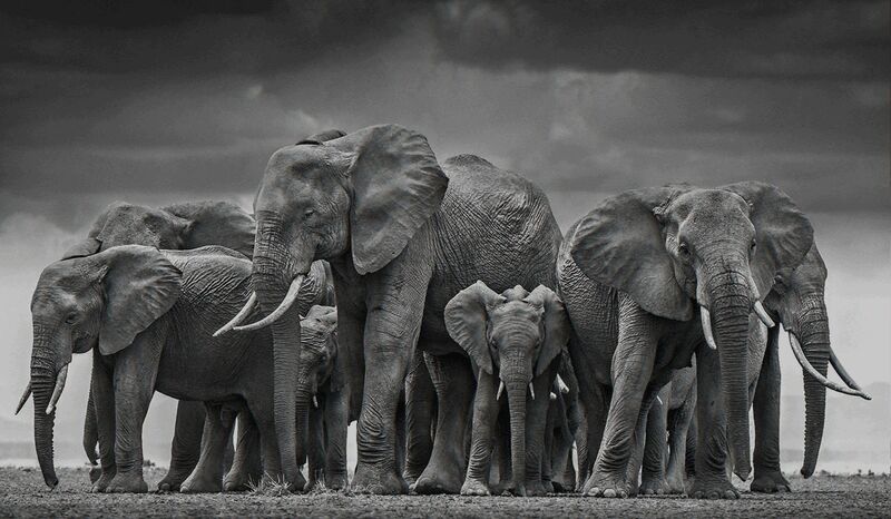 David Yarrow, ‘The Circle of Life II’, Photography, Visions West Contemporary