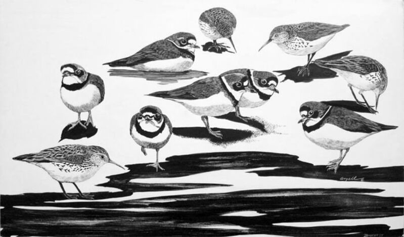Tony Angell, ‘Semipalmated Plovers & Western Sandpipers at Dungeness’, 1981, Drawing, Collage or other Work on Paper, Clayboard, Foster/White Gallery