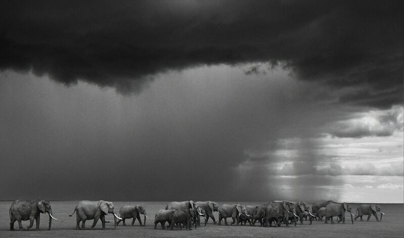 David Yarrow, ‘The Gathering Storm, Amboseli, Kenya ’, 2012, Photography, Archival Pigment Photograph, Holden Luntz Gallery