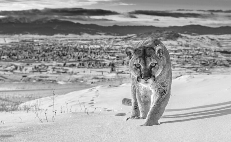 David Yarrow, ‘Frontier Town’, 2020, Photography, Archival Pigment Print, Samuel Lynne Galleries
