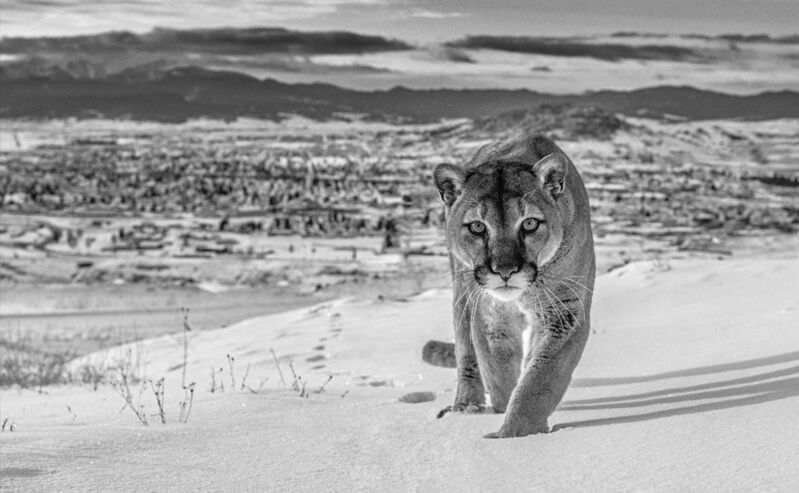 David Yarrow, ‘Frontier Town, Butte, Montana, USA’, 2020, Photography, Archival Pigment Photograph, Holden Luntz Gallery
