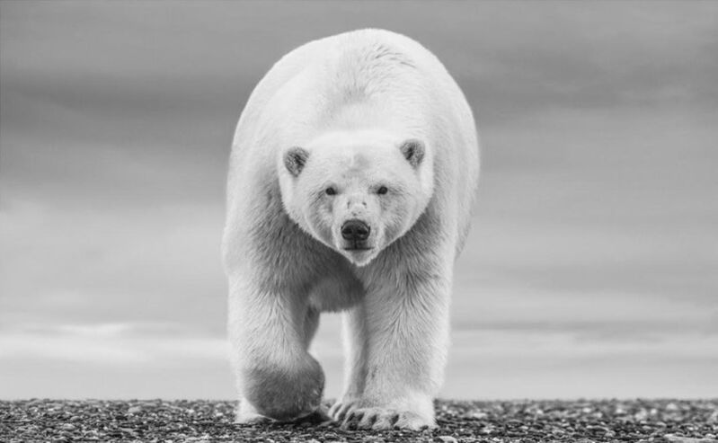 David Yarrow, ‘The North Slope ’, 2018 , Photography, Archival Pigment Print, Maddox Gallery