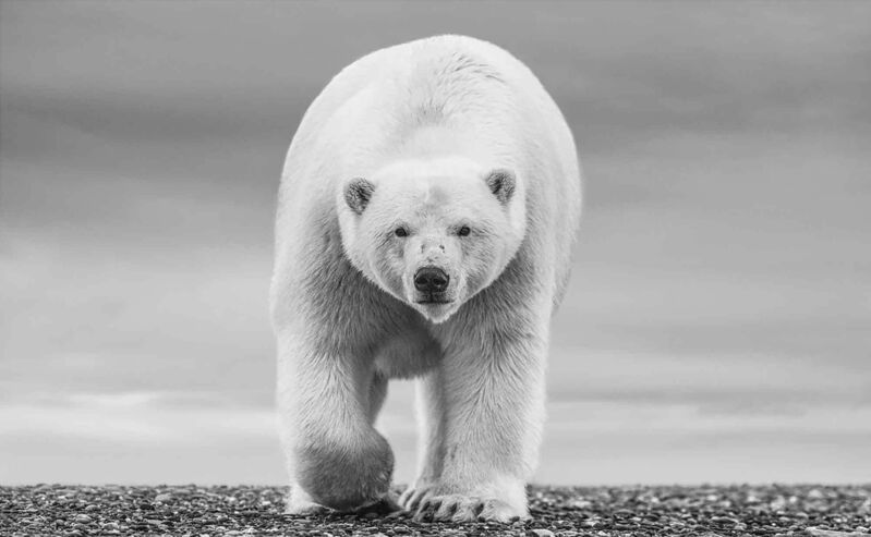 David Yarrow, ‘The North Slope’, 2018, Photography, Museum Glass, Passe-Partout & Black wooden frame, Leonhard's Gallery