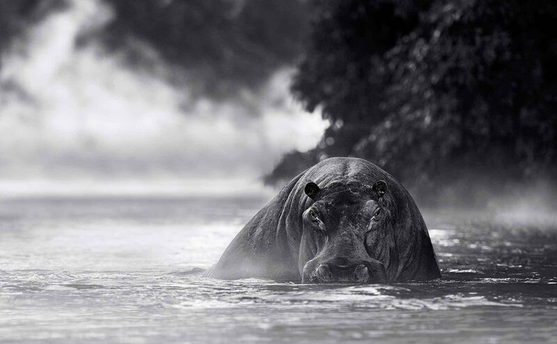 David Yarrow, ‘The River Monster’, ca. 2019, Photography, Museum Glass, Passe-Partout & Black wooden frame, Leonhard's Gallery