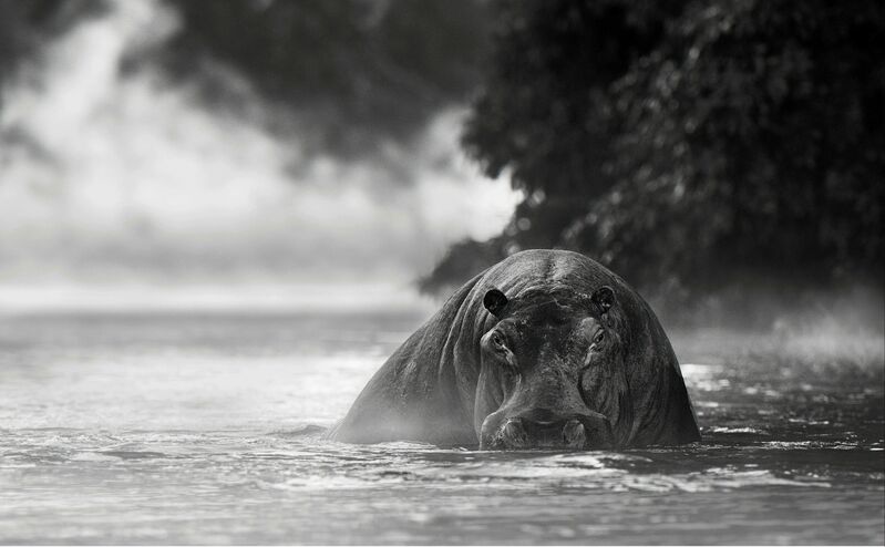 David Yarrow, ‘The river monstner’, 2018, Photography, Archival pigment ink on paper, Fineart Oslo