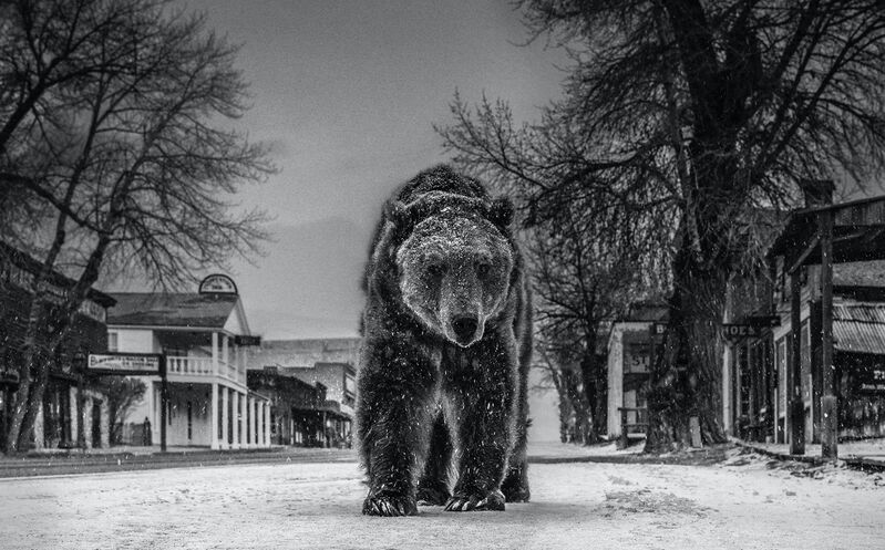 David Yarrow, ‘Out of Towner’, 2019, Photography, Archival Pigment Print, Hilton Asmus