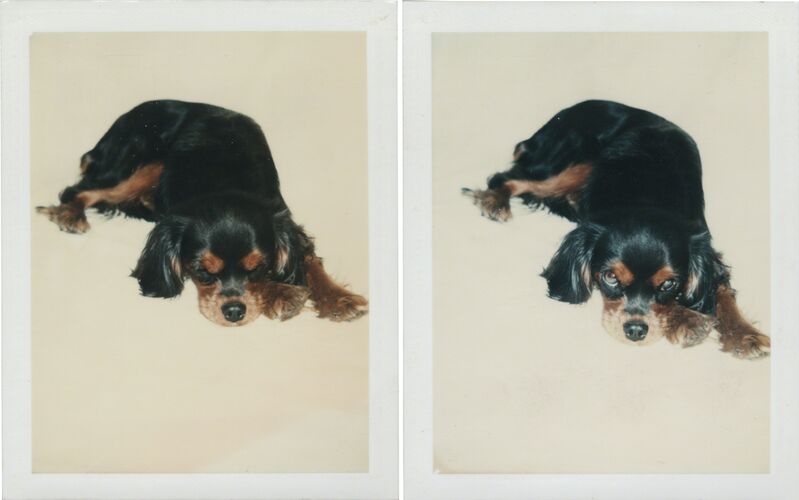Andy Warhol, ‘Dog’, 1976, Photography, Two unique polaroid print, Christie's Warhol Sale 