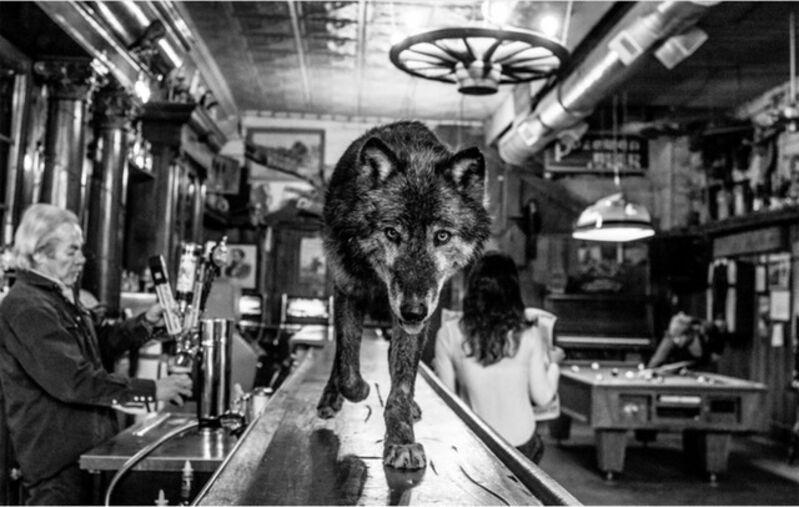 David Yarrow, ‘The Wolf of Main Street III’, 2017, Photography, Archival Pigment Print on 315gsm Hahnemühle photo rag Baryta paper, varnished after processing to give both endurance and sheen., ArtLife Gallery