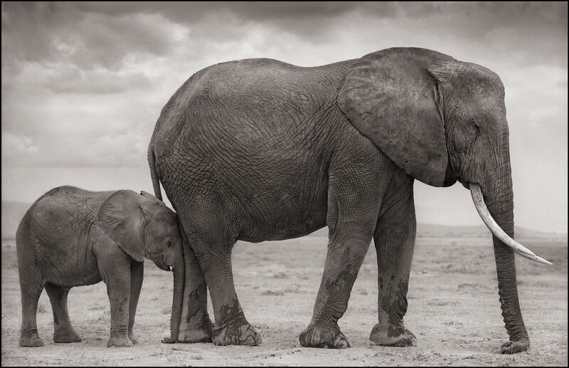 Nick Brandt, ‘Elephant Mother & Baby at Leg, Amboseli’, 2012, Photography, Acrylic, paper and resin on canvas, Gilman Contemporary