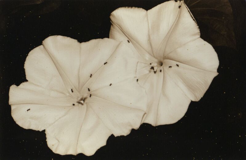 Yamamoto Masao, ‘Nakazora #1062’, 2002, Photography, Gelatin silver print, Robert Koch Gallery