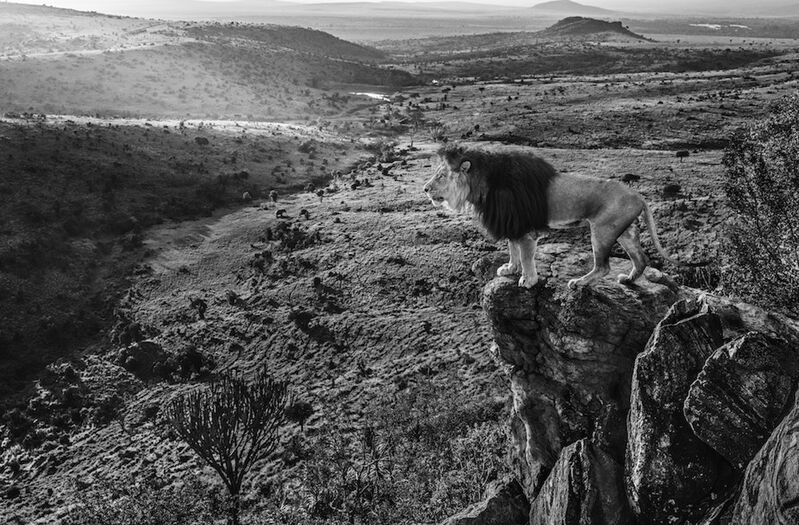 David Yarrow, ‘King of Kings’, 2019, Photography, Technique: Archival Pigment Print, Petra Gut Contemporary
