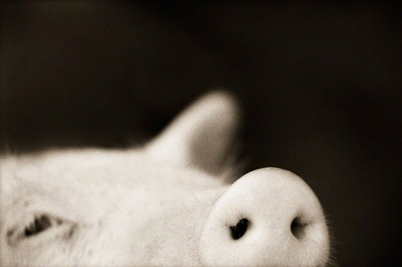 Henry Horenstein, ‘Domestic Pig (Sus scrofa domestica)’, ca. 1995-2001, Photography, Chromogenic print, CLAMP