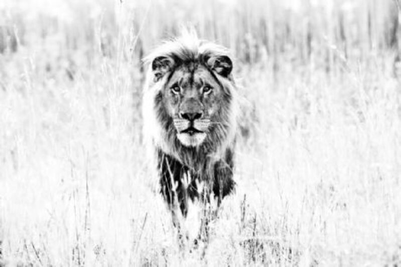 David Yarrow, ‘The Ghost ’, 2014, Photography, Archival Pigment Print, Maddox Gallery