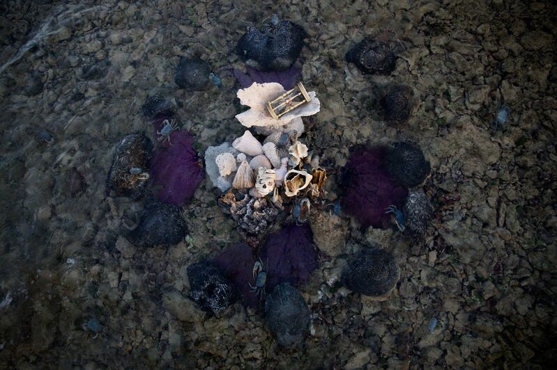 Anne De Carbuccia, ‘Vanishing Reef & Blue Moon Crab’, 2014, Photography, Brun Fine Art